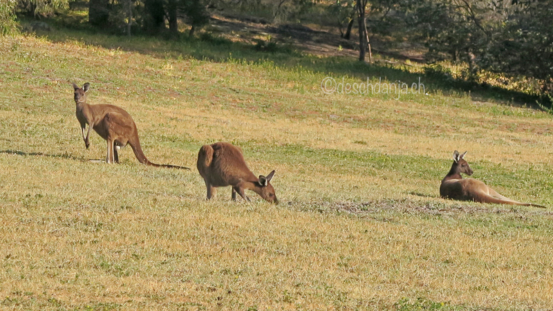 South of Western Australia