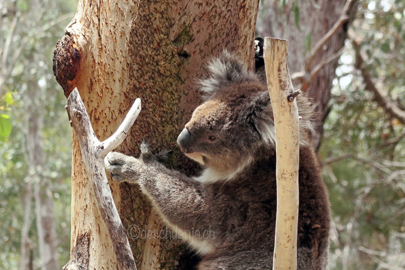 South of Western Australia