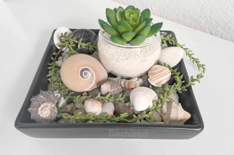 Deco with succulents and shells