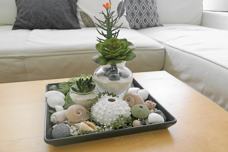 Deco with succulents and shells